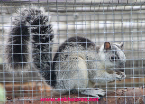 dorsalis opzij 2500.jpg